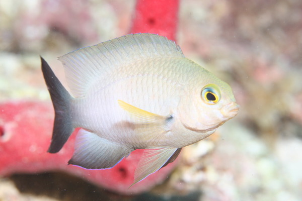 Damselfish - Bicolor Damselfish