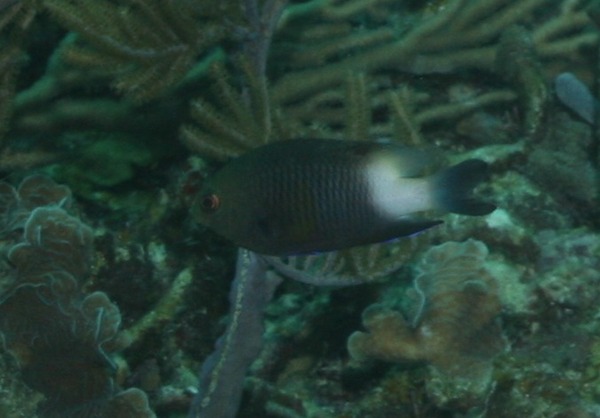 Damselfish - Bicolor Damselfish