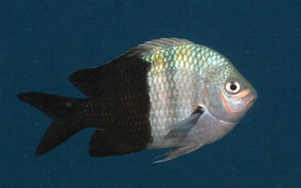 Damselfish - Sergeant Major