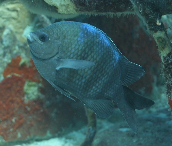 Damselfish - Sergeant Major