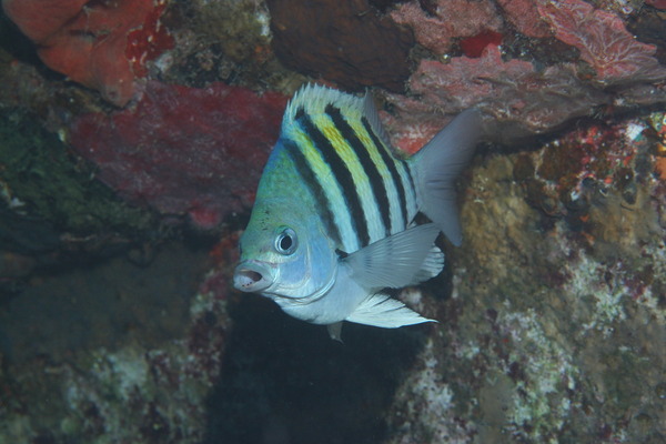 Damselfish - Sergeant Major