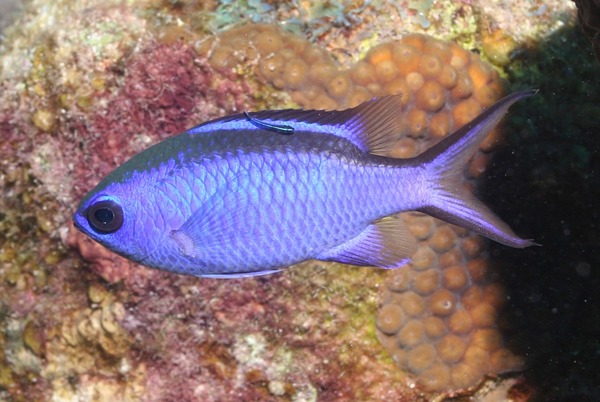 Damselfish - Blue Chromis