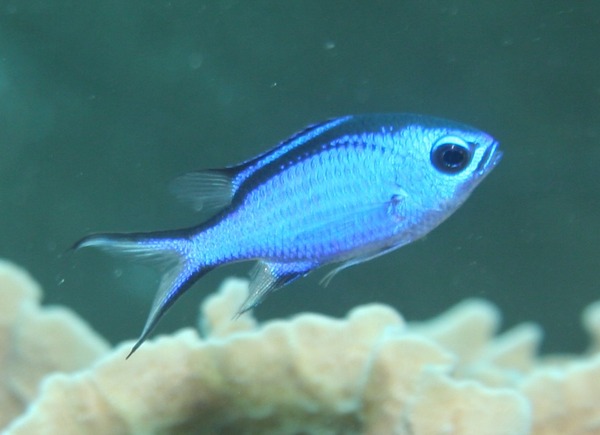 Damselfish - Blue Chromis