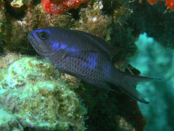 Damselfish - Blue Chromis