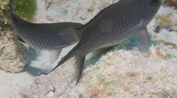 Damselfish - Blue Chromis