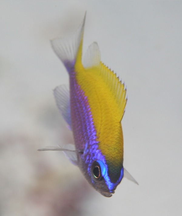 Damselfish - Sunshinefish