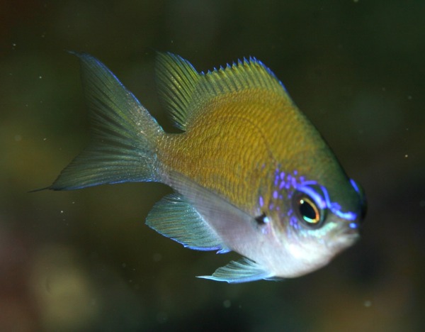 Damselfish - Sunshinefish