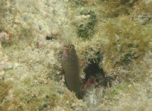 Blennies - Redlip Blenny