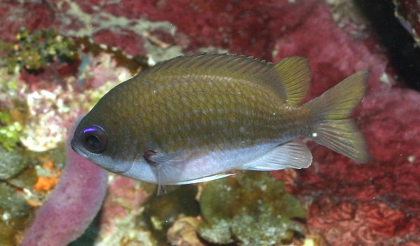 Damselfish - Sunshinefish