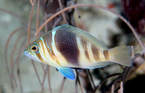 Hamlets - Barred Hamlet