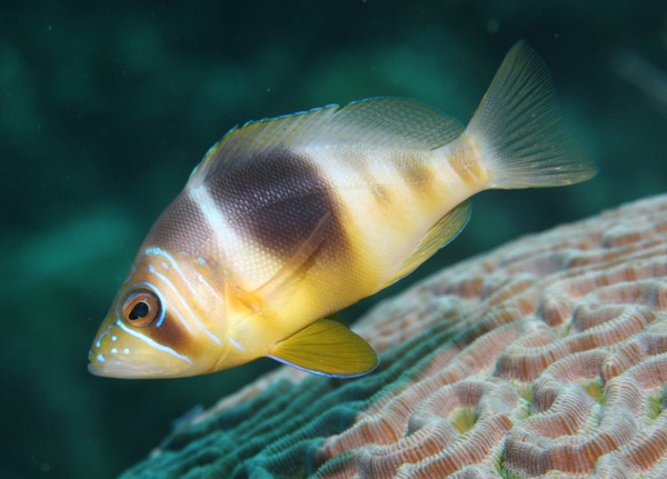 Hamlets - Barred Hamlet