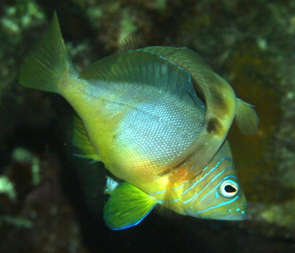 Hamlets - Barred Hamlet