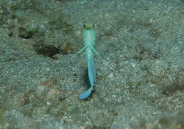 Jawfish - Yellowhead Jawfish