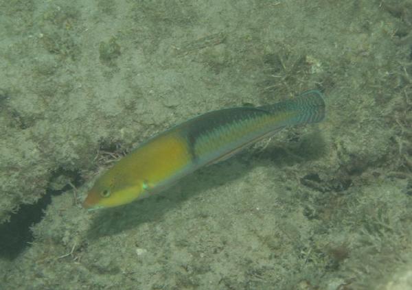 Wrasse - Yellowhead Wrasse