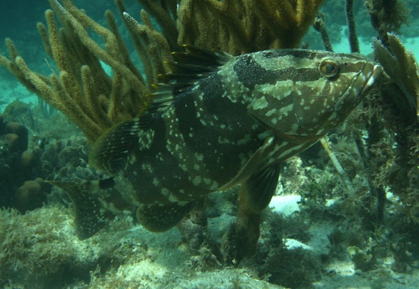 Groupers - Nassau Grouper