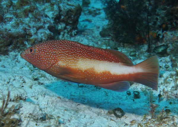 Groupers - Coney/Brown variation