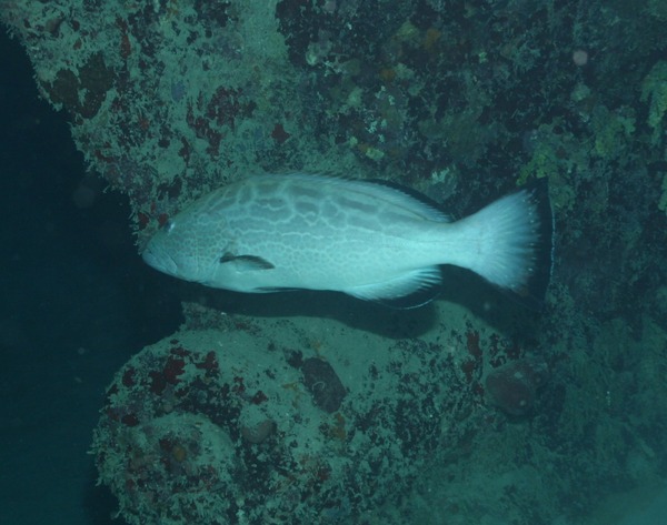 Groupers - Black Grouper