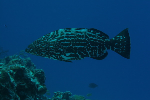 Groupers - Black Grouper