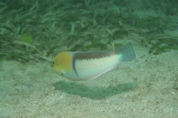 Wrasse - Yellowhead Wrasse