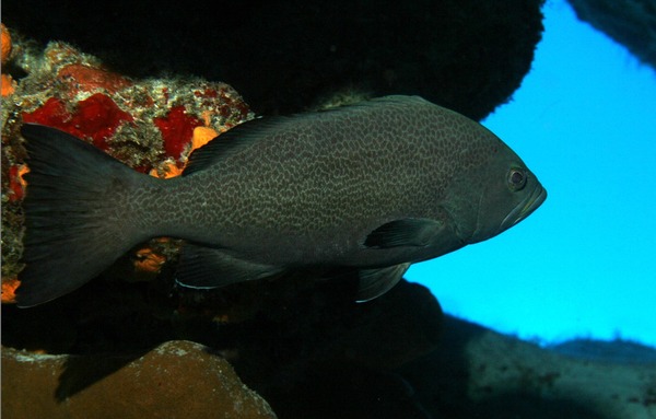 Seabasses - Yellowmouth Grouper