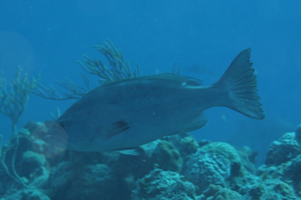 Seabasses - Yellowmouth Grouper