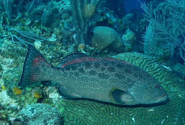 Groupers - Yellowfin Grouper