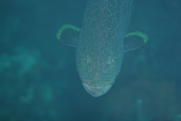 Groupers - Yellowfin Grouper