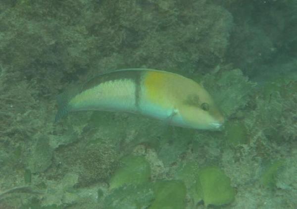 Wrasse - Yellowhead Wrasse