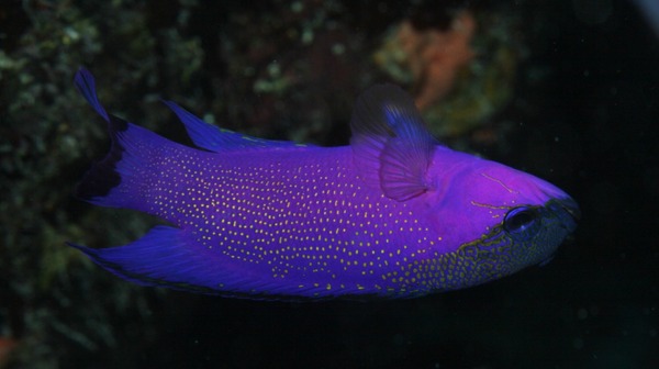 Basslets - Blackcap basslet