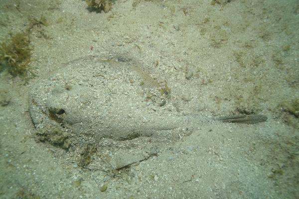 Stingrays - Yellow Stingray