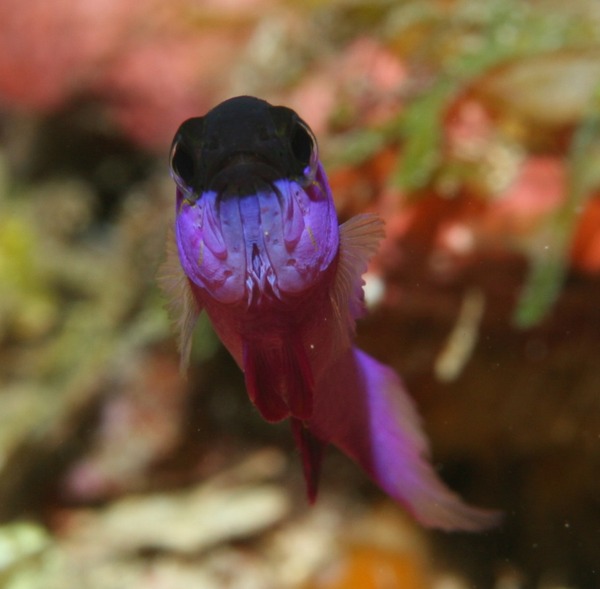 Basslets - Blackcap basslet