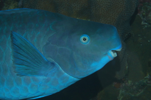 Parrotfish - Blue Parrotfish