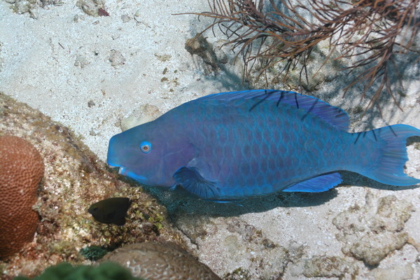 Parrotfish - Blue Parrotfish