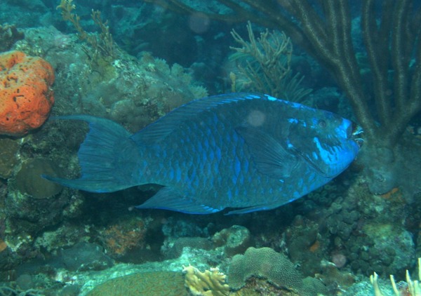 Parrotfish - Midnight parrotfish