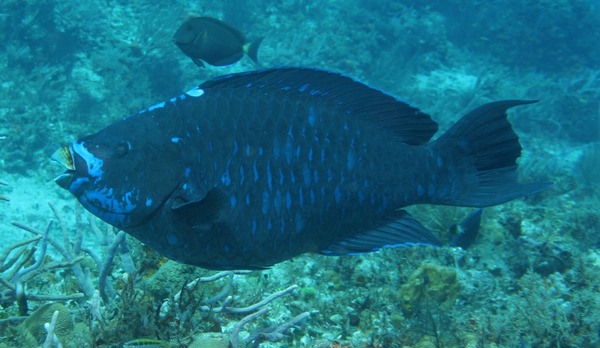 Parrotfish - Midnight parrotfish