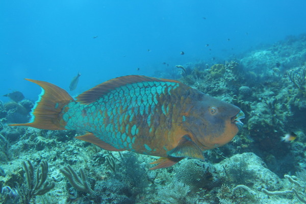 Parrotfish - Rainbow Parrotfish