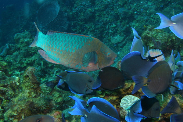 Parrotfish - Rainbow Parrotfish