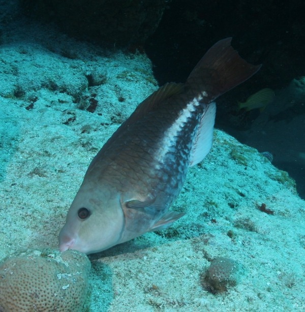 Parrotfish - Queen Parrotfish