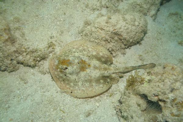 Stingrays - Yellow Stingray