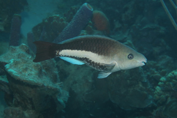 Queen Parrotfish - Scarus vetula