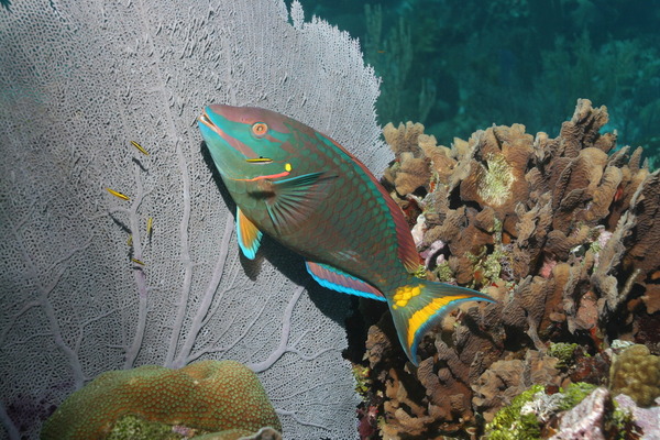 Parrotfish - Stoplight Parrotfish