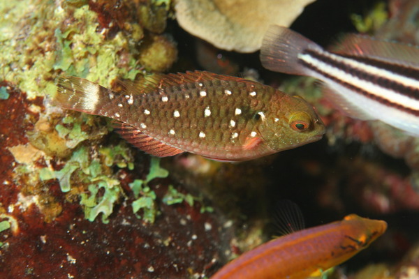 Parrotfish - Stoplight Parrotfish