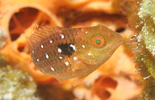 Parrotfish - Stoplight Parrotfish