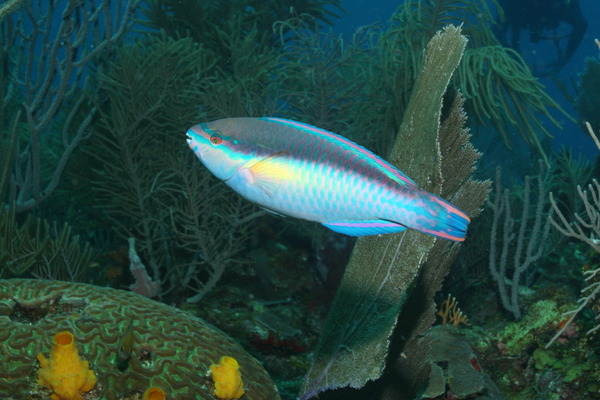 Parrotfish - Princess Parrotfish