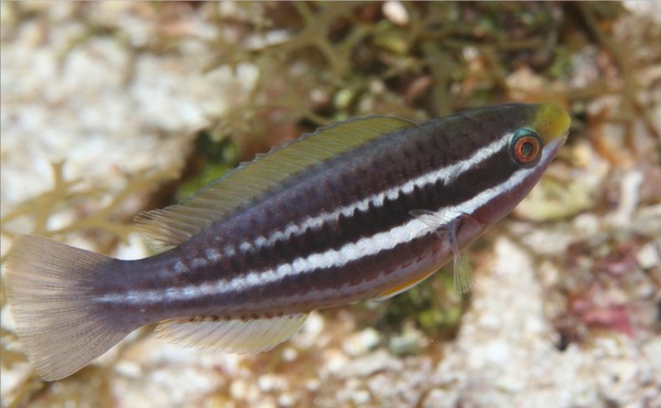 Striped Parrotfish - Scarus iserti