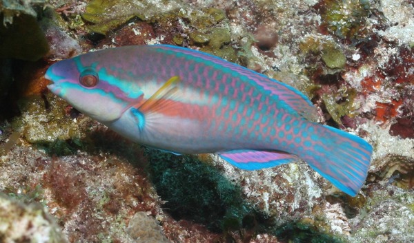 Parrotfish - Striped Parrotfish