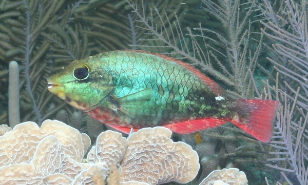 Redband Parrotfish - Sparisoma aurofrenatum