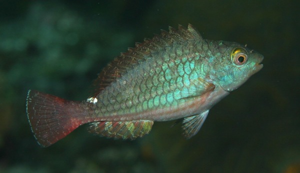 Parrotfish - Redband Parrotfish