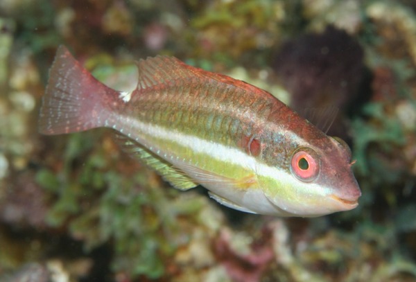Parrotfish - Redband Parrotfish