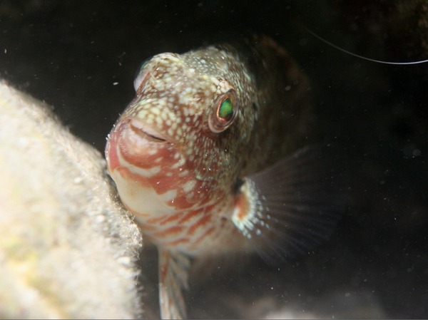 Parrotfish - Redband Parrotfish